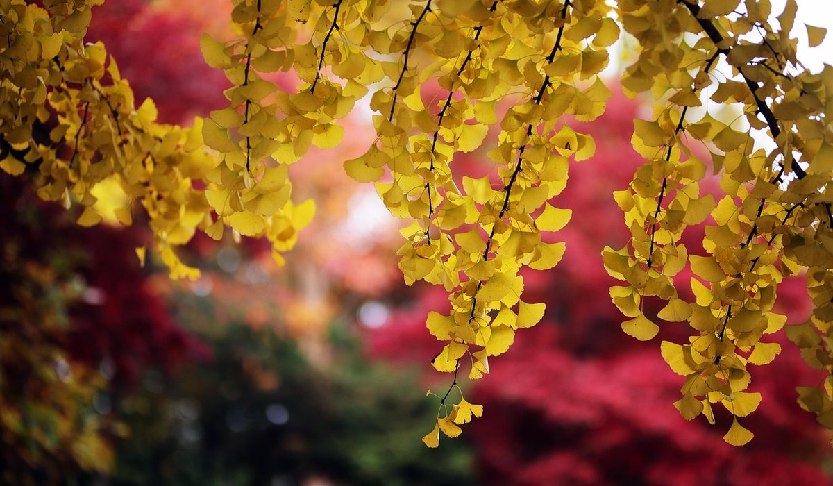 A Beginner's Guide to British Native Maple Trees