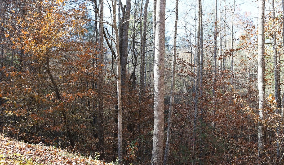 Attracting Birds to a Small Woodland Garden