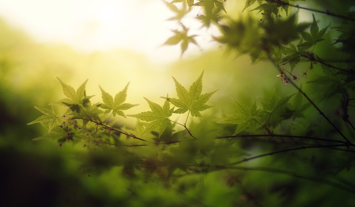 Autumn Jobs for a Healthy Woodland Garden