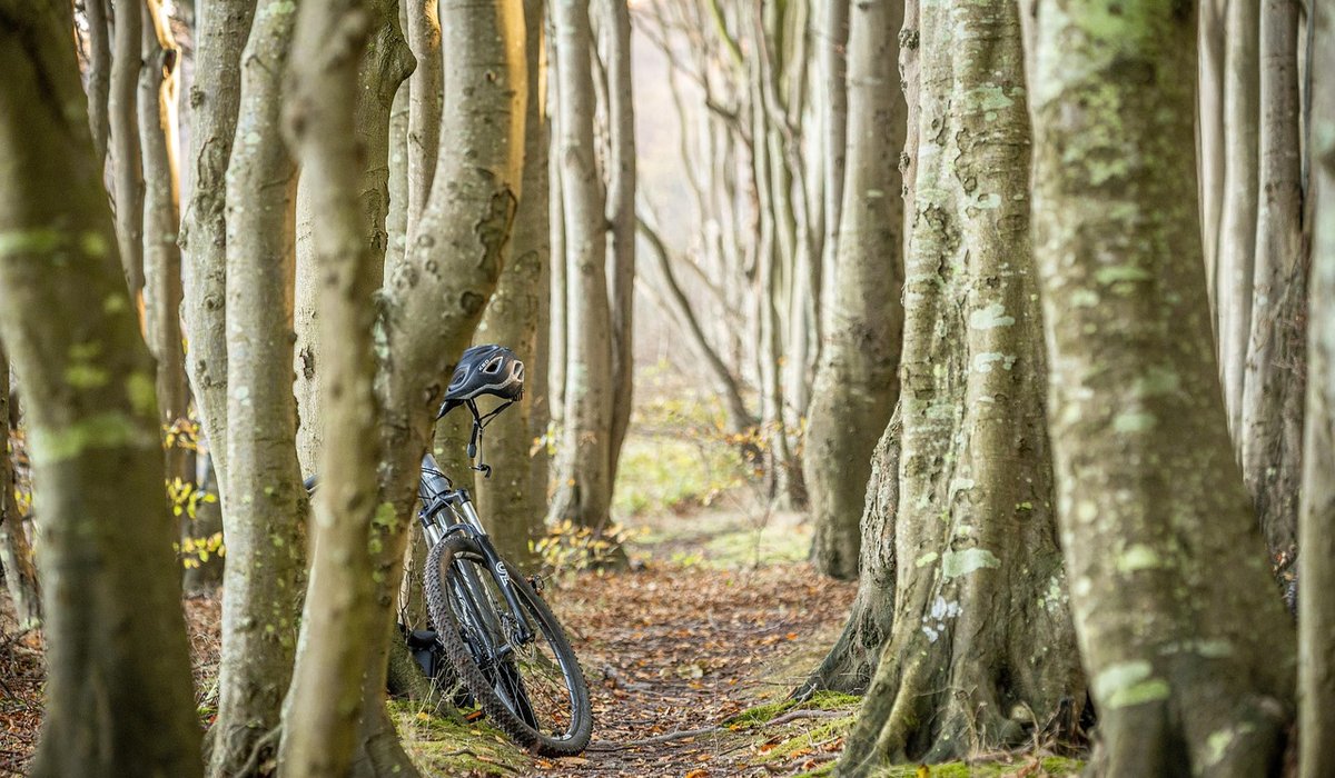 Building a Dead Hedge for Wildlife and Waste