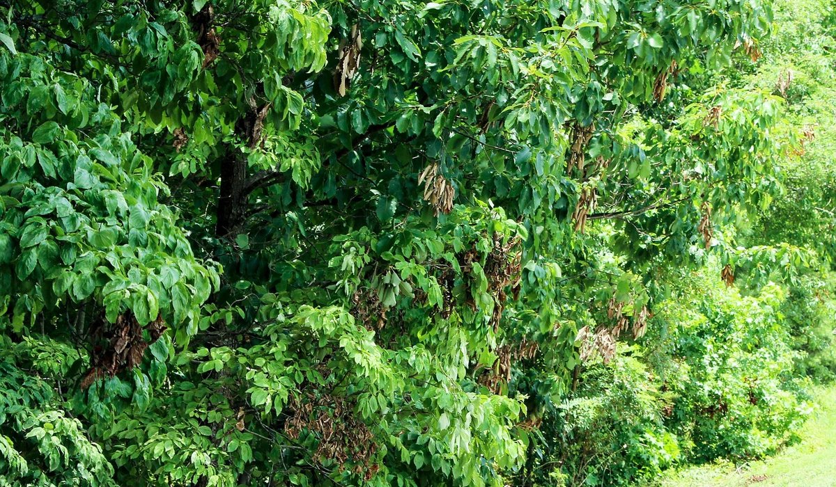 Choosing Between Bare-Root and Container-Grown Trees