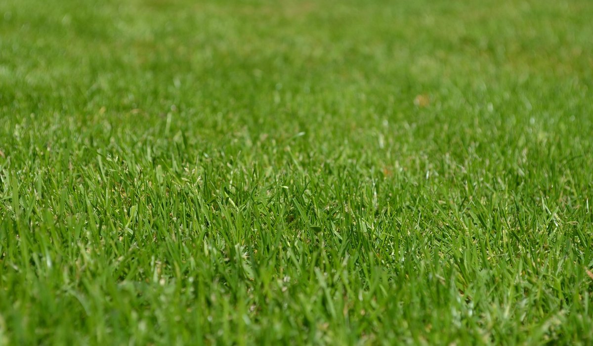 Creating a Woodland Edge in a Suburban Back Garden