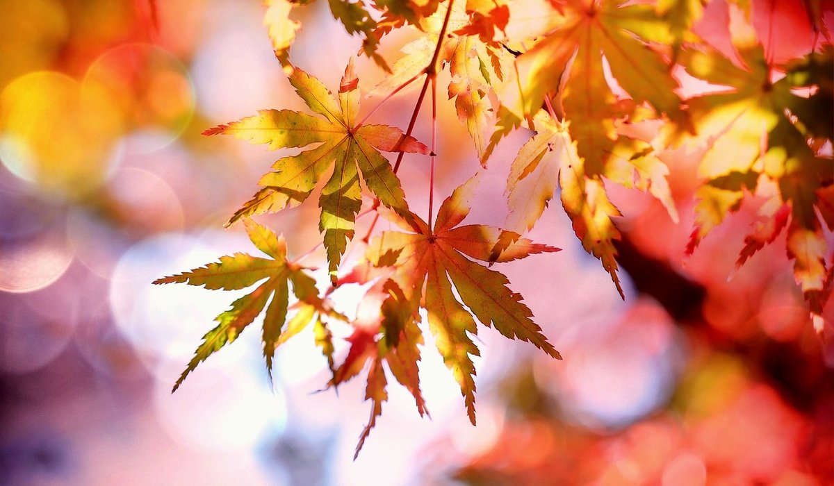 How to Grow Birch Trees in Containers Successfully