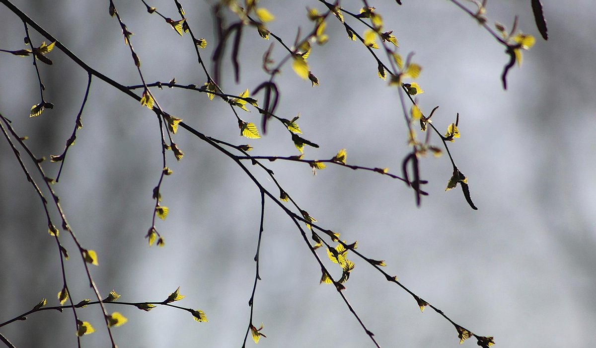 How to Prune Field Maple for Shape and Health