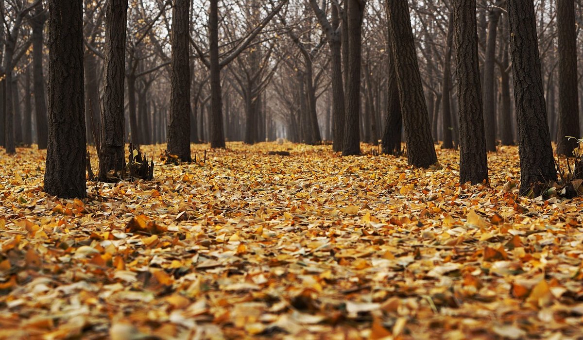 Identifying Maple Species by Leaf and Seed