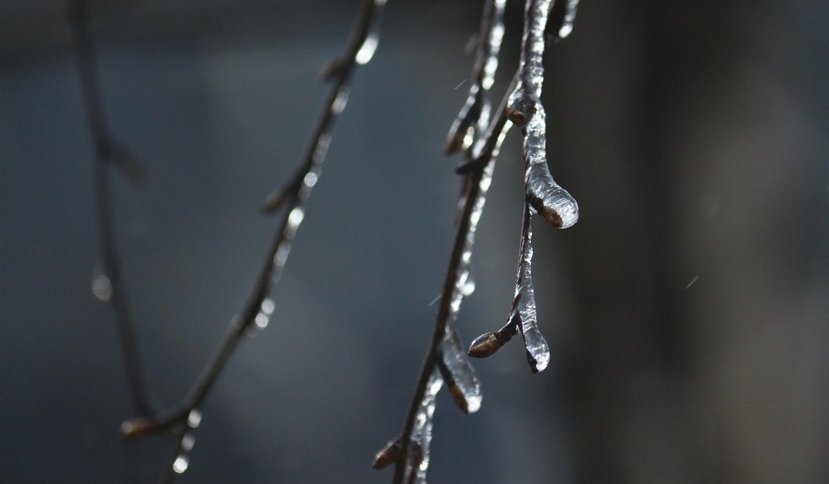 Recognising Tree Diseases in British Woodlands