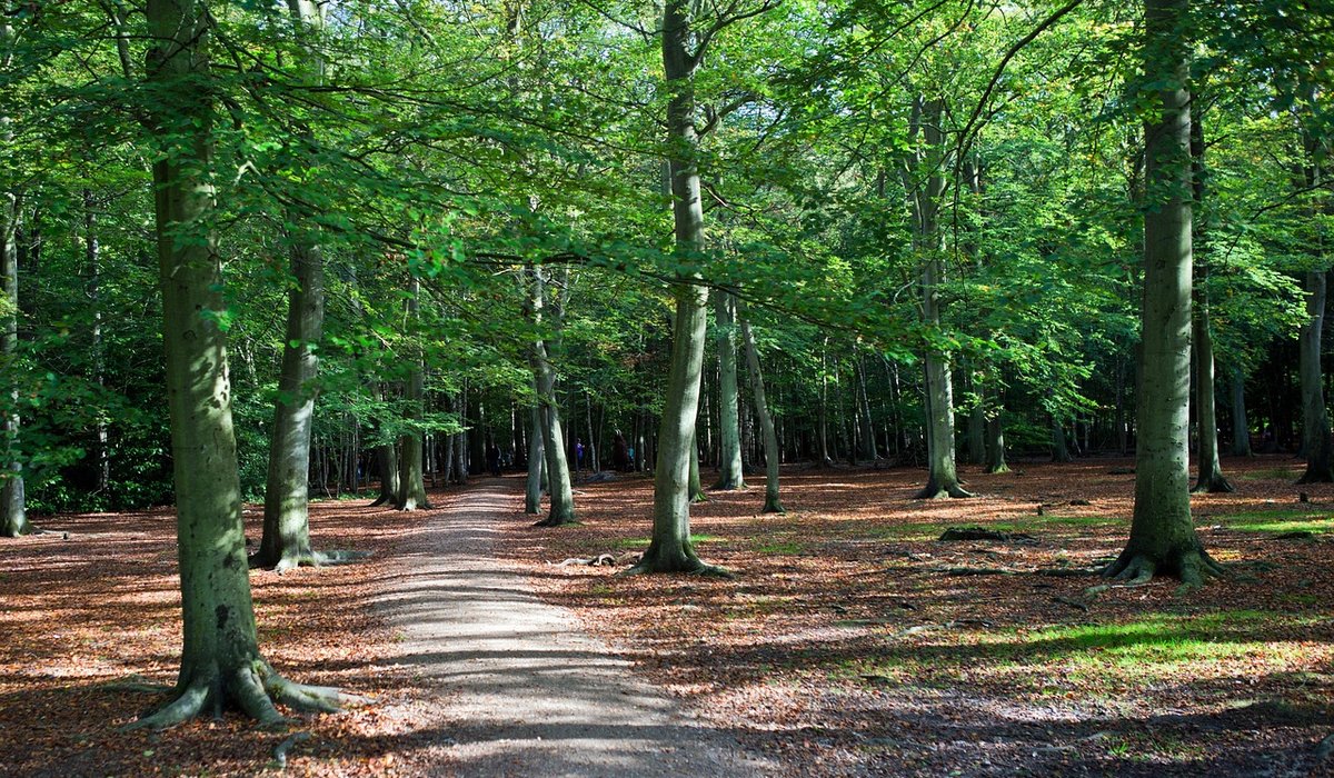 Seasonal Guide to Watering Trees in Dry Weather
