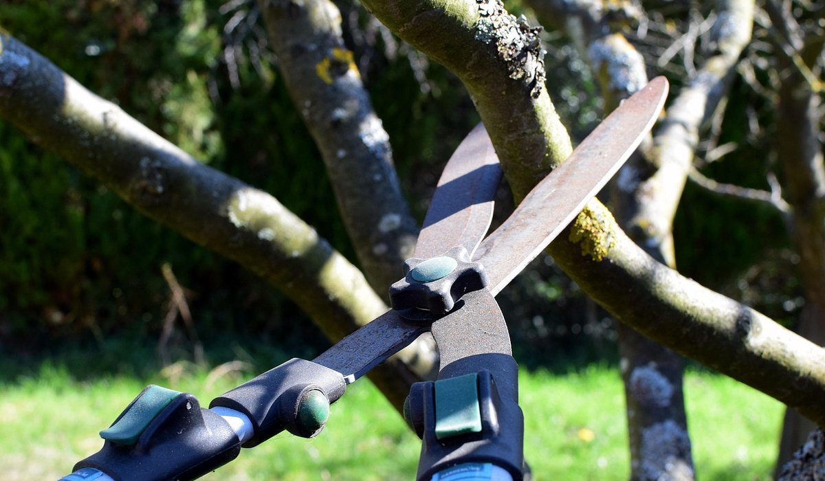 Spring Care for Newly Planted Birch and Maple